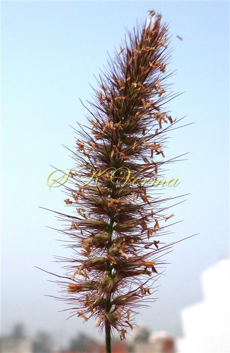  Inflorescence - Spike-like Panicle